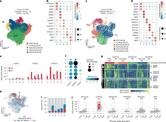 Fig. 4: Higher proportion of ZR and PLAGL motif active cells in progenitor cell types.