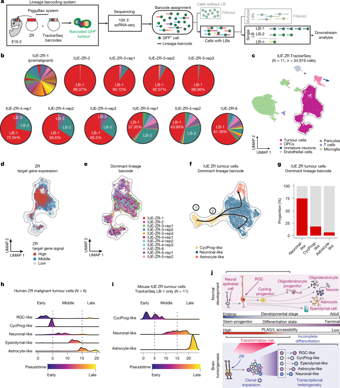 Fig. 5: ZR tumour cells harbouring single dominant LBs form independent lineage trajectories.
