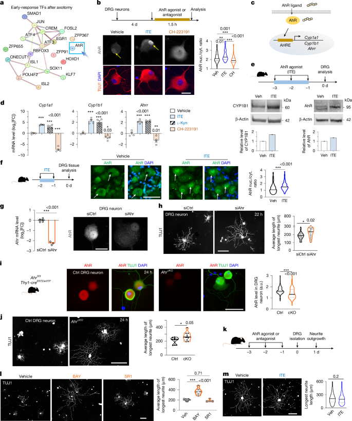 Fig. 1: DRG neurons respond to AhR, which restricts axon outgrowth.