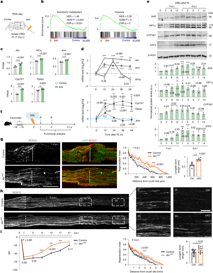 Fig. 2: Neuronal Ahr deletion enhances axon regeneration after sciatic nerve injury.