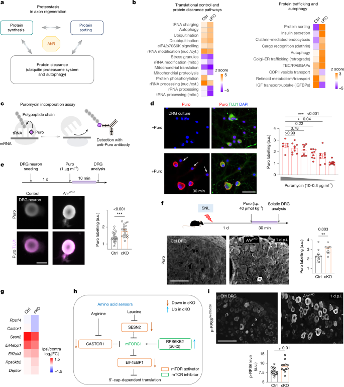 Fig. 4: AhR controls proteostasis and global protein synthesis after axotomy.