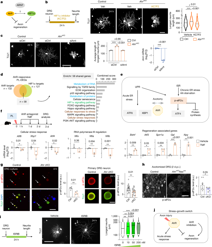 Fig. 5: The growth-promoting effect of Ahr deletion requires cross-talk with HIF1α.