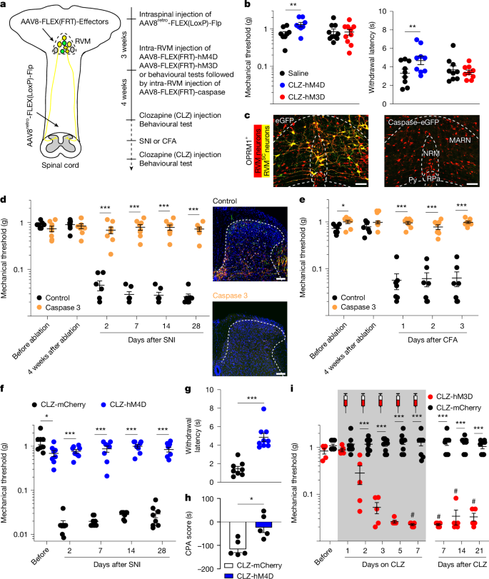 Fig. 2: OPRM1+ RVMSC neurons are required for the initiation and maintenance of mechanical and cold hypersensitization.