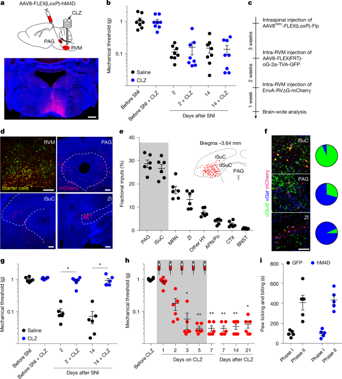 Fig. 3: The lateral superior colliculus drives mechanical hypersensitization through OPRM1+ RVMSC neurons.