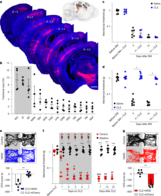 Fig. 4: The somatosensory cortex to lSuC pathway drives mechanical hypersensitization.
