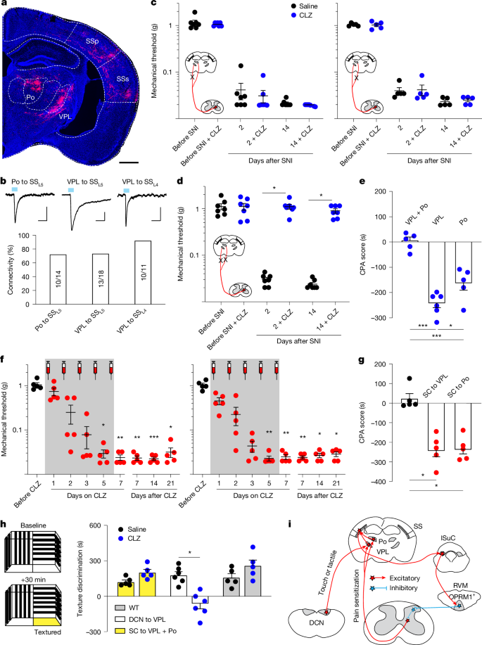 Fig. 5: Parallel spinothalamic tract pathways drive mechanical hypersensitization.