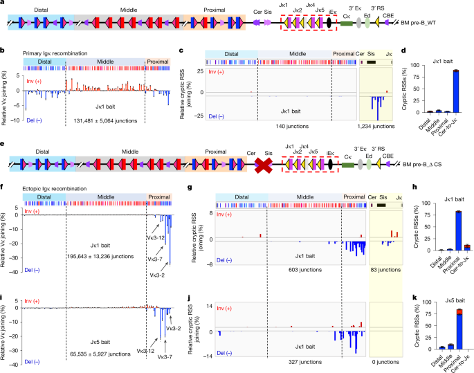 Fig. 1: Cer/Sis deletion converts primary rearrangements from short-range diffusion into linear scanning joining mechanism in vivo.
