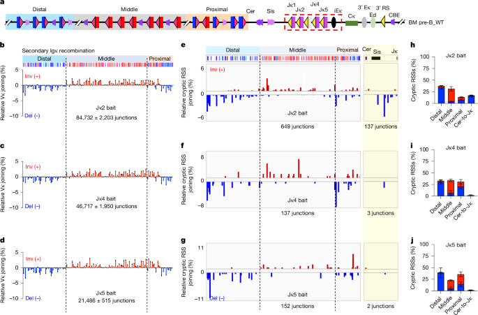 Fig. 2: Different mechanisms of Igk primary and secondary recombination in vivo.