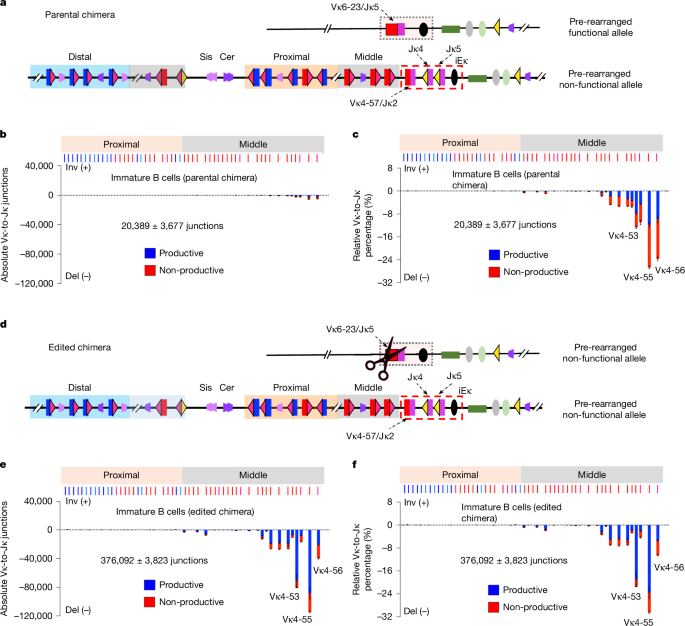 Fig. 3: Secondary Vκ-to-Jκ joining uses a restricted Vκ repertoire through linear RAG scanning.