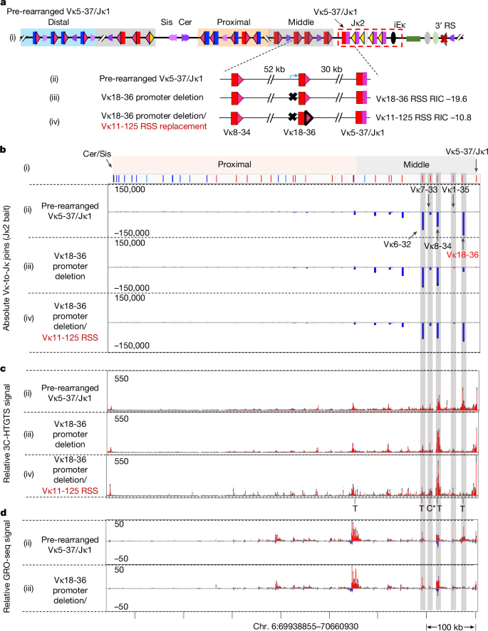 Fig. 4: Vκ transcription and strong Vκ RSSs support robust secondary deletional Vκ-to-Jκ joining.
