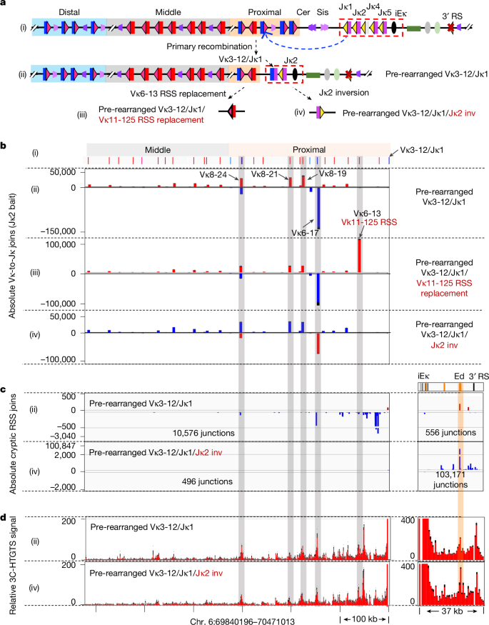 Fig. 5: Igk secondary recombination supports inversional Vκ-to-Jκ rearrangements.