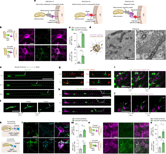 Fig. 1: Cell-type-specific delivery of mitochondria and their internalization.