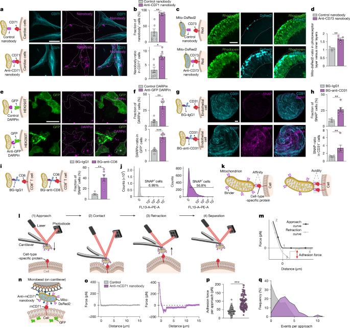 Fig. 2: Mitochondrial delivery using mitochondrion-surface-displayed binders.