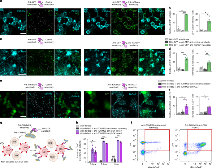 Fig. 3: Mitochondrial delivery using bispecific binders.