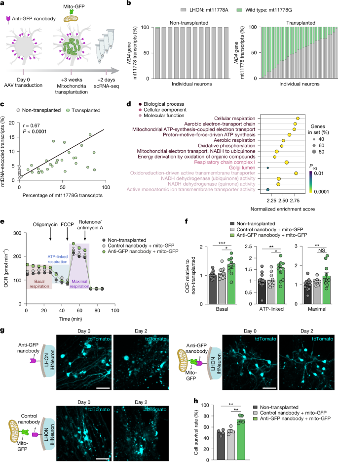 Fig. 4: Mitochondrial transplantation to LHON neurons increases survival.