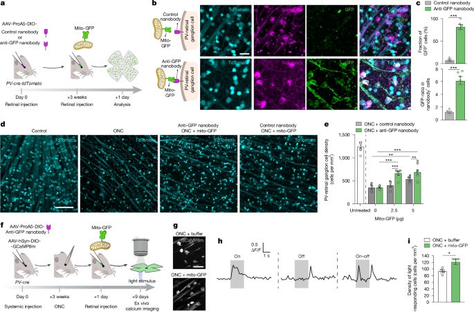 Fig. 5: Cell-type-targeted mitochondrial delivery promotes ganglion cell survival after optic nerve injury.