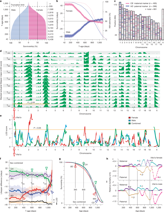 Fig. 1: Survivorship sizes, sex differences and Vita lifespan loci.