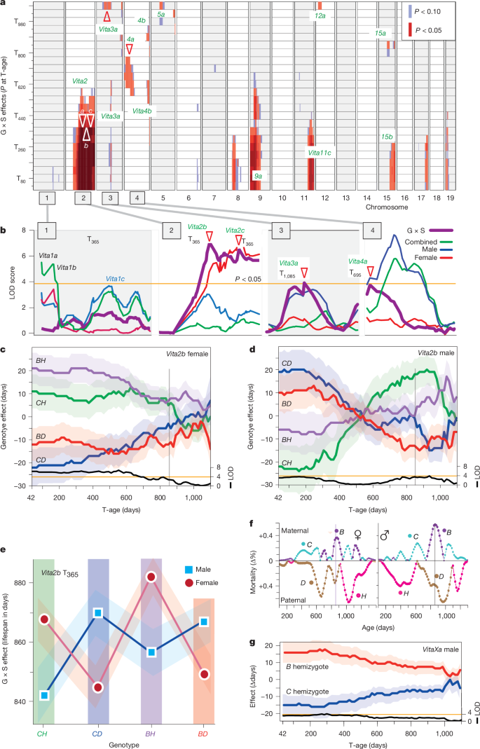 Fig. 3: Antagonistic sex effects within Vita loci.