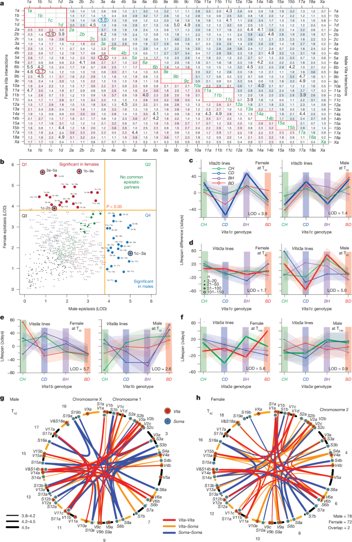 Fig. 5: Epistasis among Vita and Soma loci.