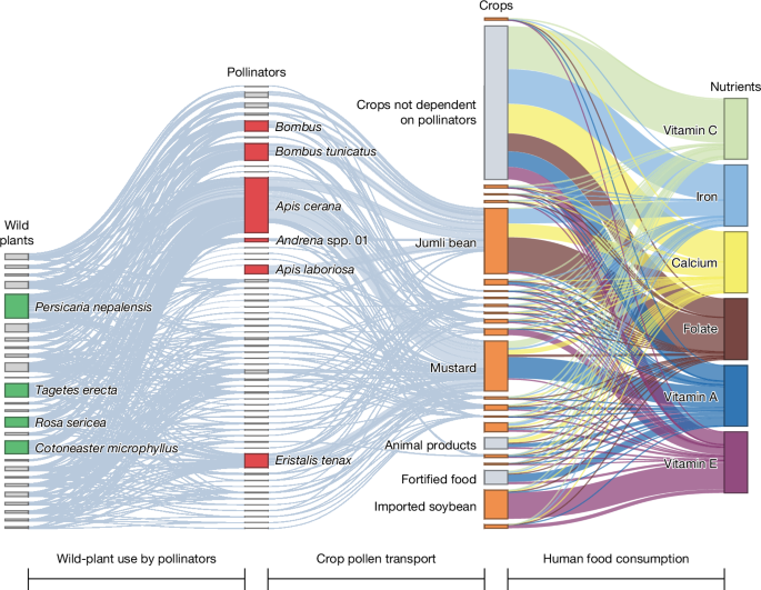 Fig. 2: Ecological interactions that underpin human nutrient intake.