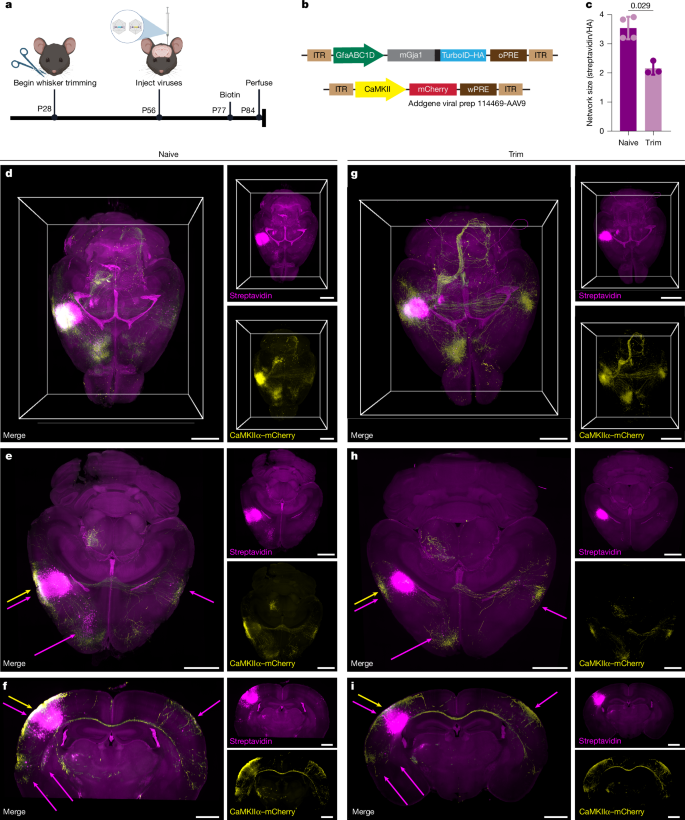 Fig. 5: Astrocyte networks are plastic and differ from neuronal networks.