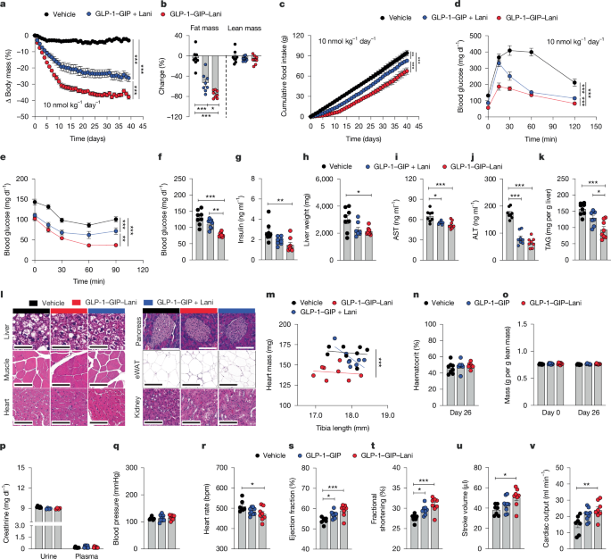 Fig. 3: Chronic effects in DIO mice.