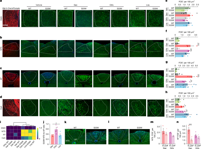 Fig. 3: GLP1RA activation across targeted GLP1R-expressing brain regions.