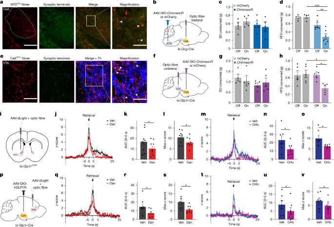 Fig. 5: CeAGlp1r neurons project to the VTA to modulate dopamine output to the NAc in response to HFD.