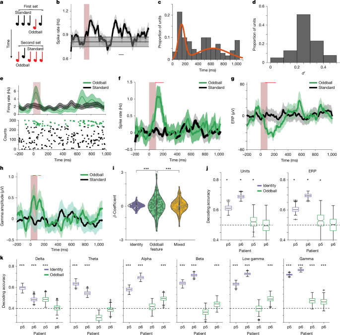 Fig. 2: Oddball responses in the anaesthetized human hippocampus.