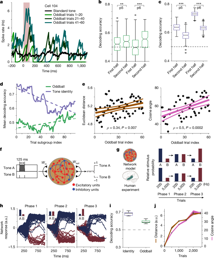 Fig. 3: Evolution of oddball representation across the neuronal population in experimental data and an RNN model.