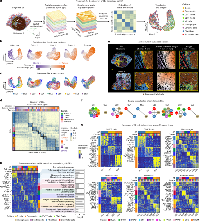 Fig. 2: Geospatial map of multicellular programs across cancers.