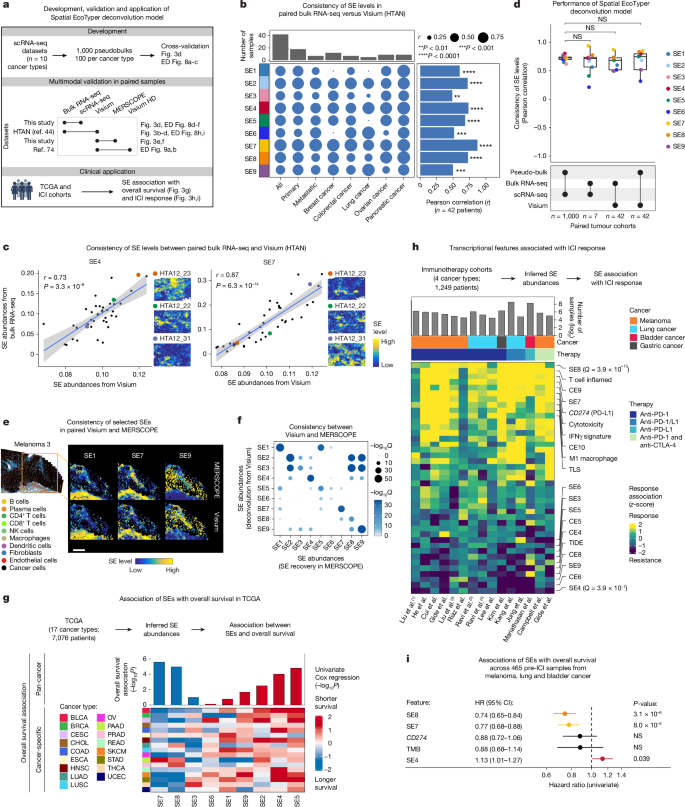 Fig. 3: Large-scale digital cytometry and clinical characteristics of SEs.