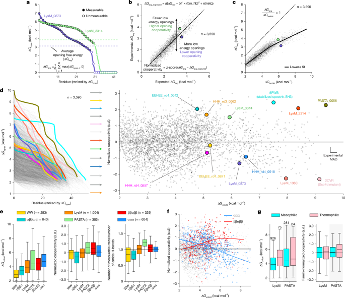 Fig. 2: Small domains vary in stability and opening cooperativity.