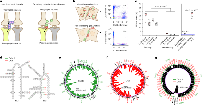 Fig. 1: Screen to identify a mutant connexin hemichannel pair with exclusively heterotypic docking.