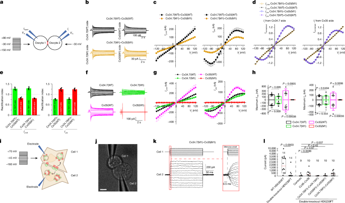 Fig. 2: Biophysical properties of gap junctions formed by heterologous expression of WT and mutant Cx34.7 and Cx35 in Xenopus oocytes.