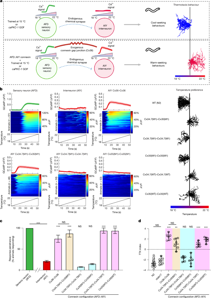 Fig. 3: Heterologous connexin hemichannels couple C. elegans neurons and recode thermal preference.