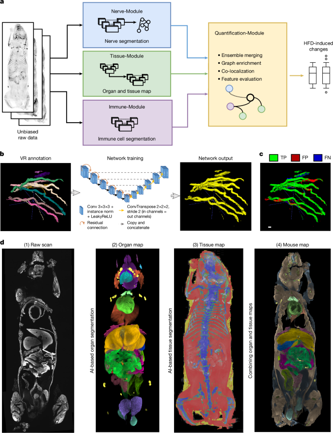 Fig. 2: Development of an ensemble of deep-learning methods for automated segmentation of nerves, immune cells, organs and tissues.