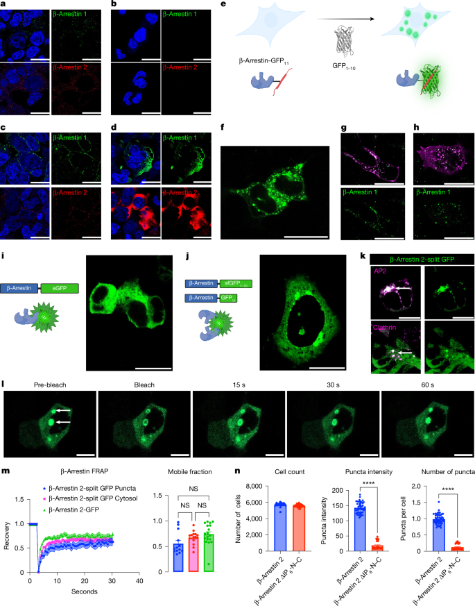 Fig. 1: β-Arrestins form condensates at endogenous and overexpressed levels of expression.