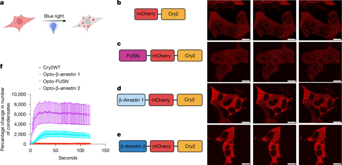 Fig. 2: Opto-β-arrestin 1 forms condensates.