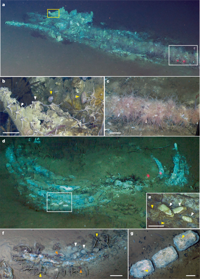 Fig. 2: Whale falls in the sulfophilic stage in the Diamantina Zone.