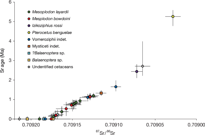 Fig. 4: Strontium isotope dating of whale fossils from the Diamantina Zone.