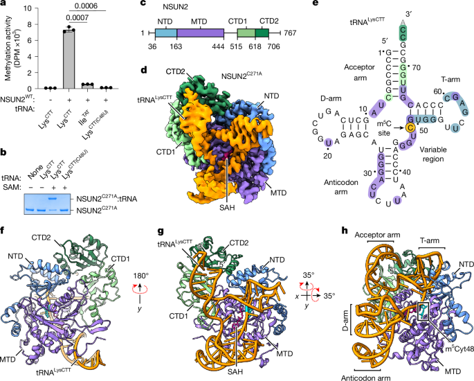 Fig. 1: Cryo-EM structure of human NSUN2–tRNA reaction intermediate.
