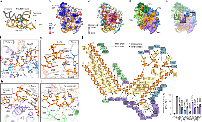 Fig. 2: NSUN2 stabilizes a non-canonical tRNA conformation.