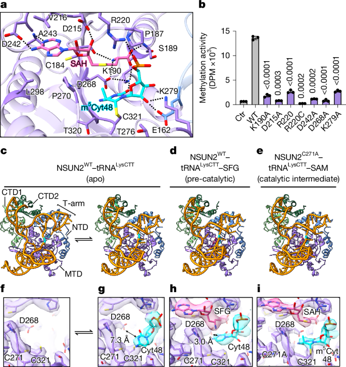 Fig. 3: RNA conformations change with the catalytic cycle.