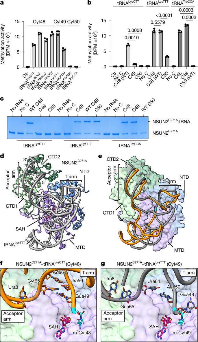 Fig. 4: NSUN2 can methylate multiple tRNA positions.