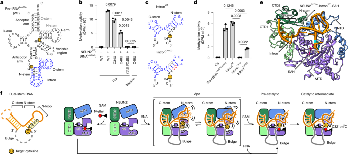 Fig. 6: NSUN2 recognizes dual-stem elements in various RNAs.