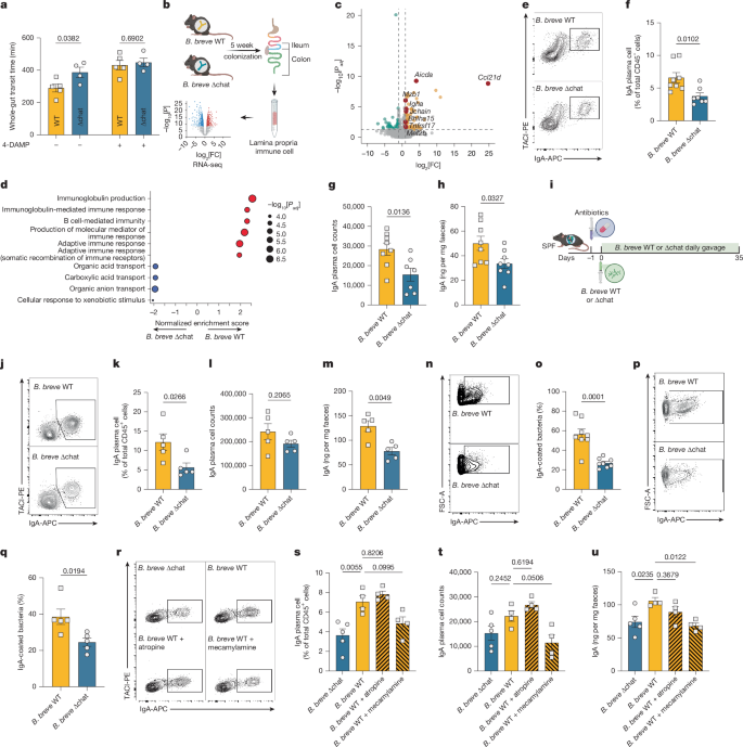 acetyl-l-carnitine gut motility Beyond the gut: decoding the gutimmunebrain axis in health and disease Acetyl-L-Carnitine HCl - Vitazan Professional