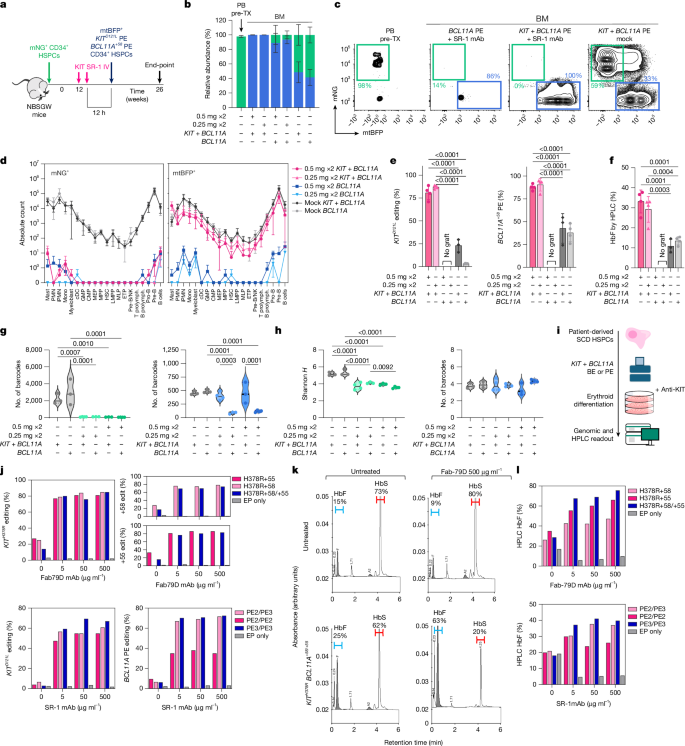 Fig. 5: KITD121L epitope editing enables non-genotoxic haematopoietic replacement and selection of BCL11A-edited SCD progenitors.
