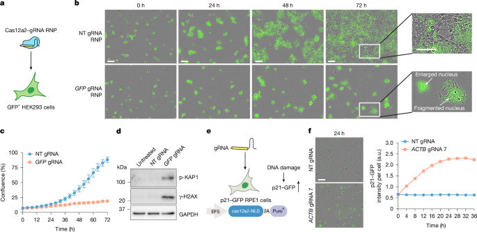 Fig. 2: Cas12a2 induces acute DNA damage and cell cycle arrest in mammalian cells after RNA targeting.