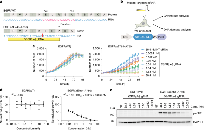 Fig. 3: Selective killing of cells with an in-frame deletion mutation in EGFR.